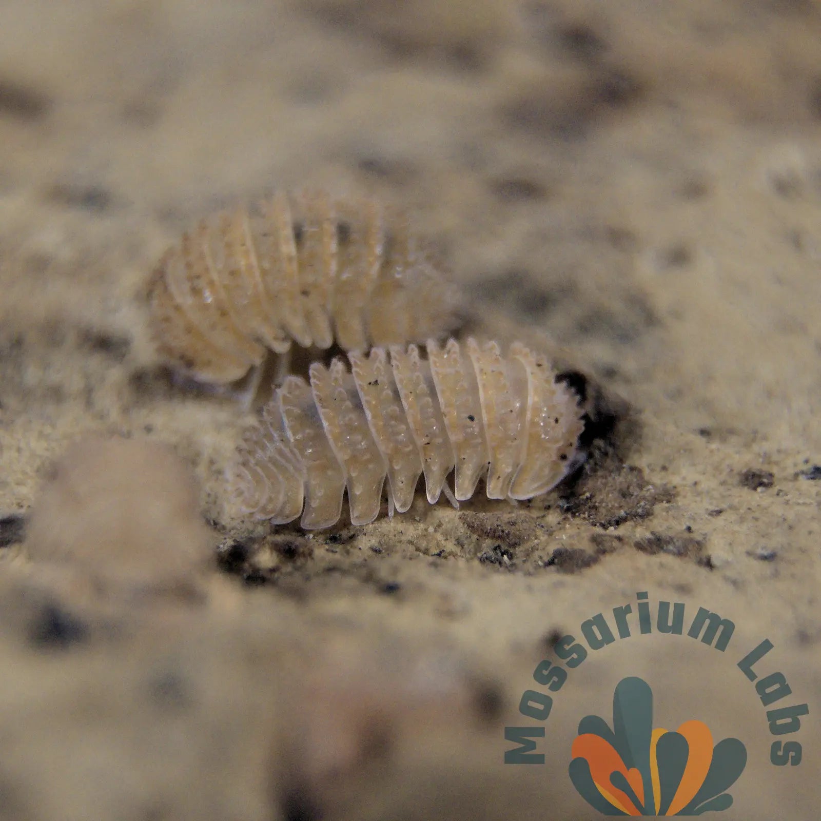 Cristarmadillidium Muricatum Spiky Pineapple Isopods Mossarium Labs