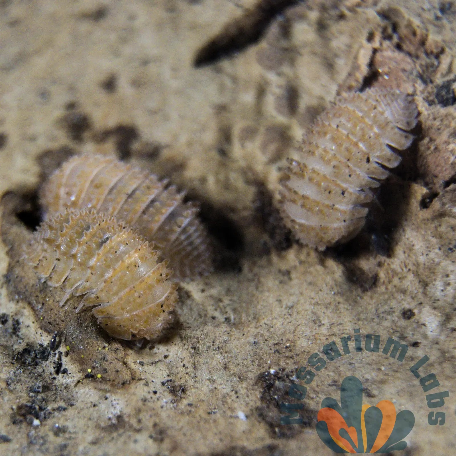 Cristarmadillidium Muricatum Spiky Pineapple Isopods Mossarium Labs