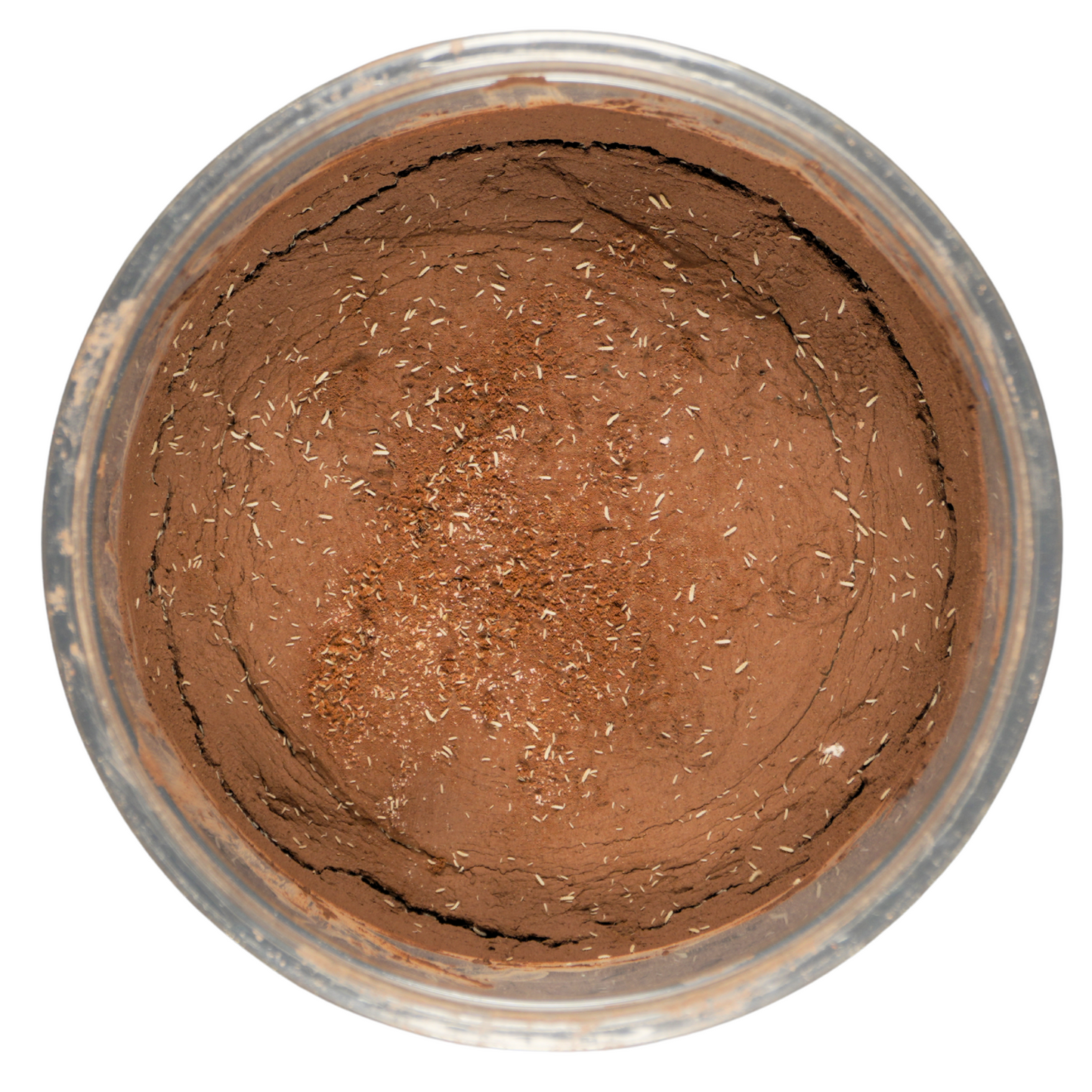 2500+ Temperate White Springtails 8oz Clay Culture