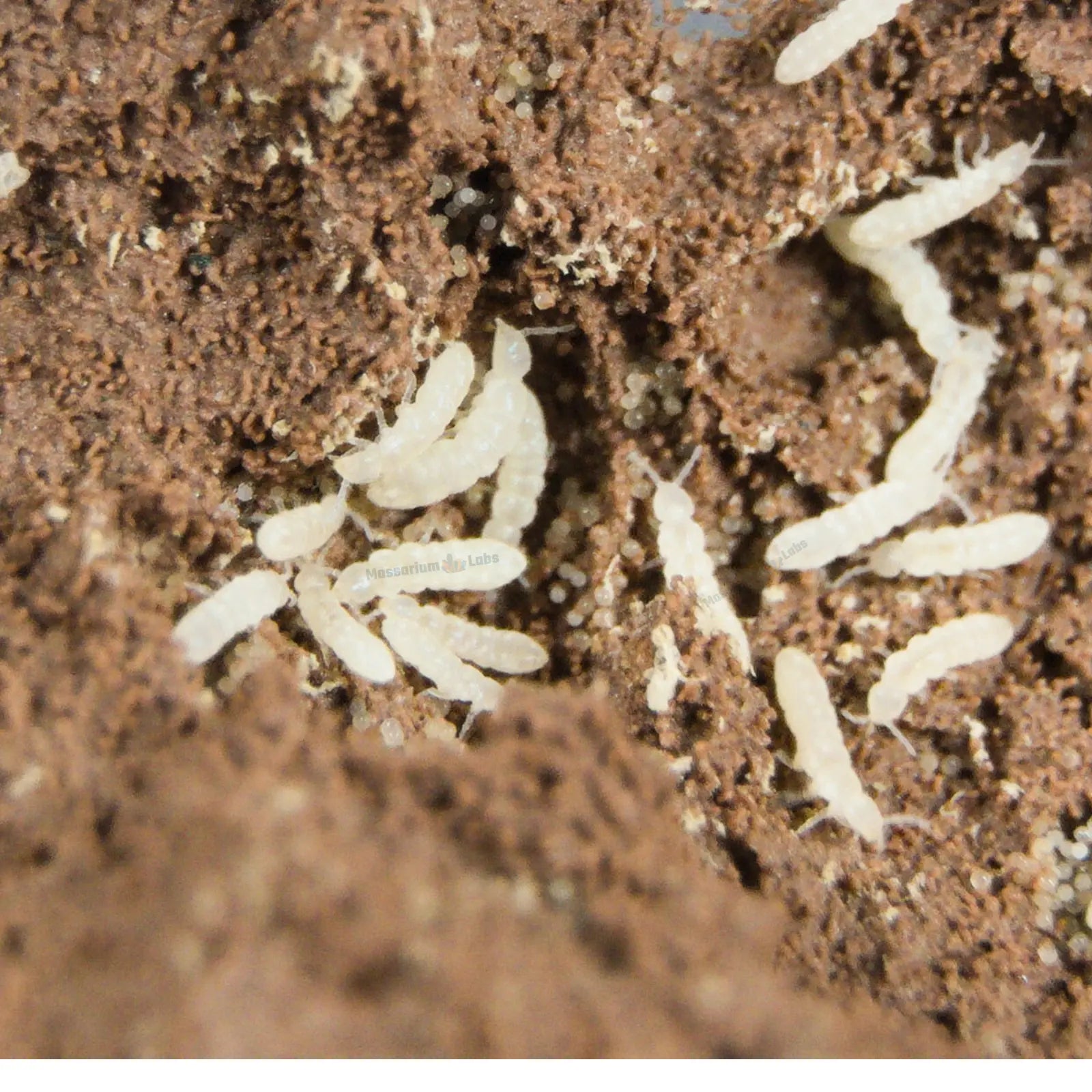 2500+ Temperate White Springtails Starter Culture - Mossarium Labs
