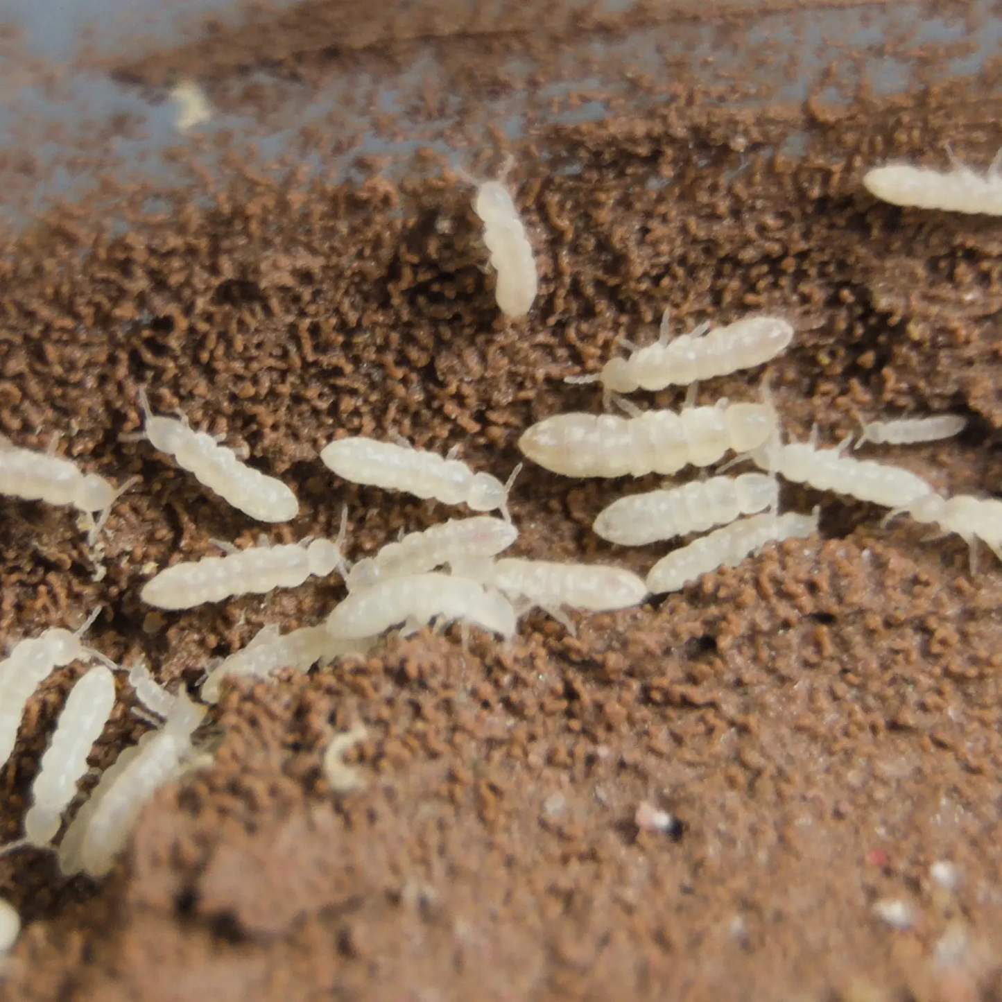 Temperate white springtails on clay media. 