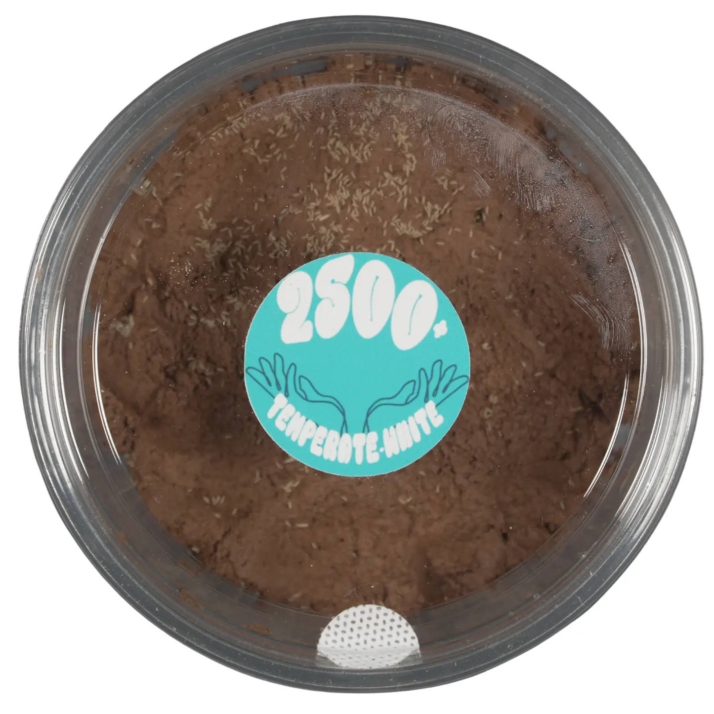 Temperate White Springtails on a clay culture. 