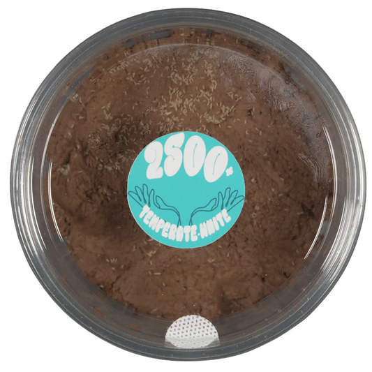 Temperate White Springtails on a clay culture. 