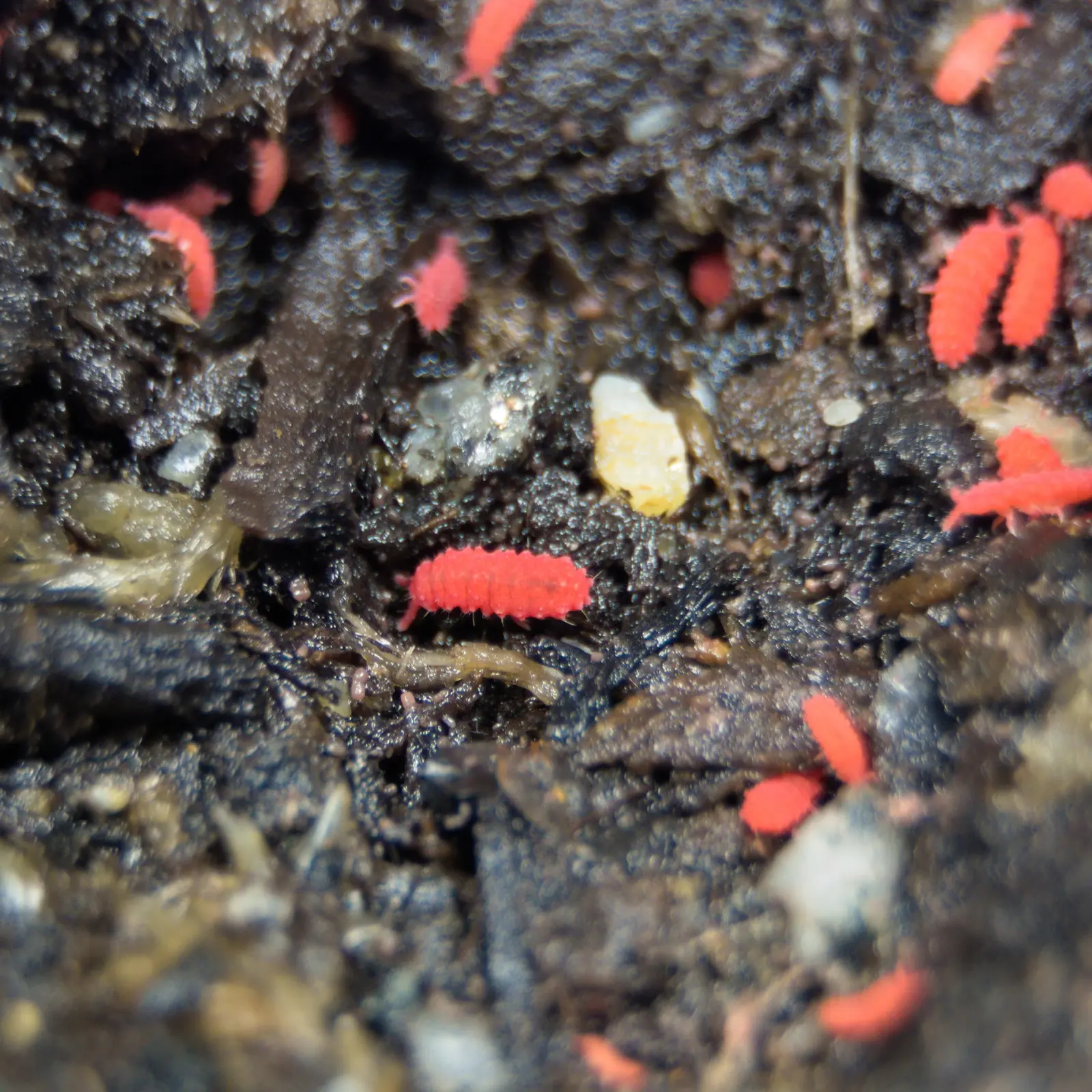 Close up of thai red springtail with red springtails in the background 