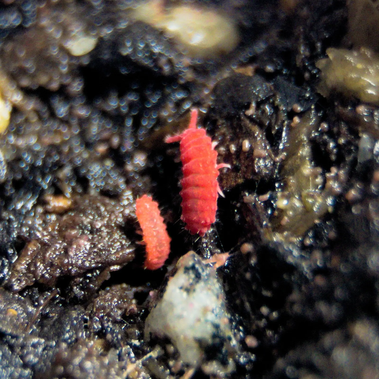 Two thai red springtails on soil