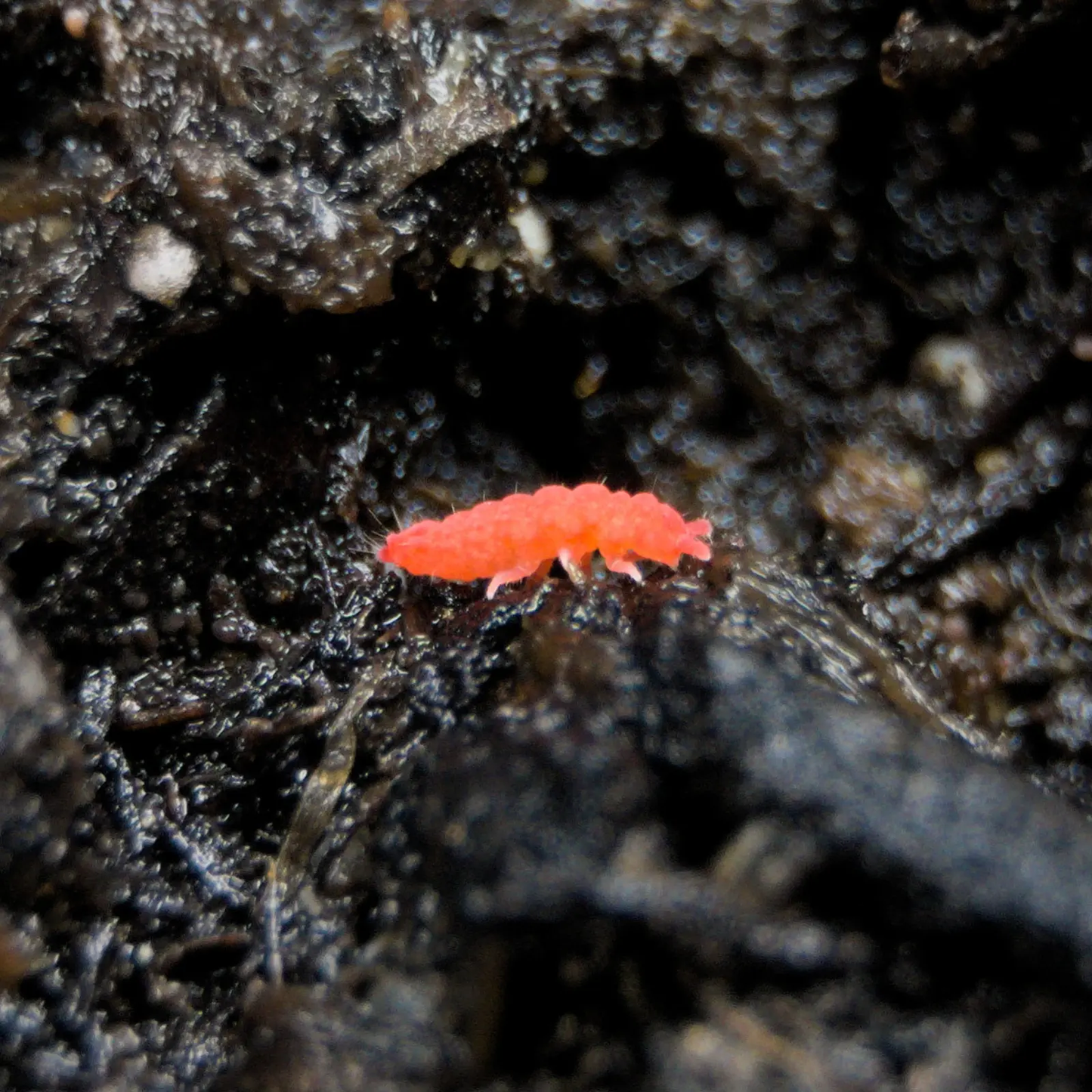 Thai red springtail on soil viewed from the side.