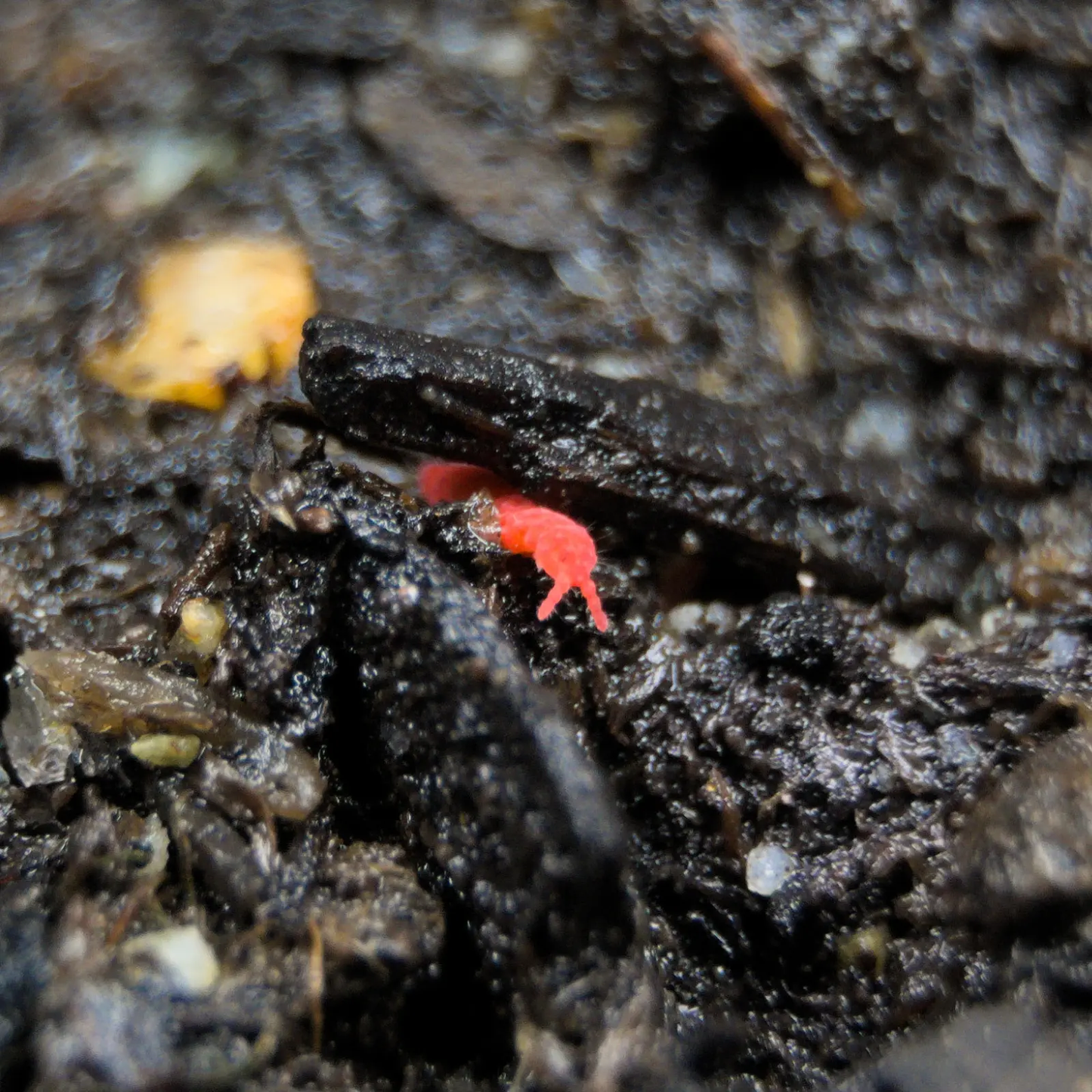Thai red springtail crawling under a piece of soil ion search of food