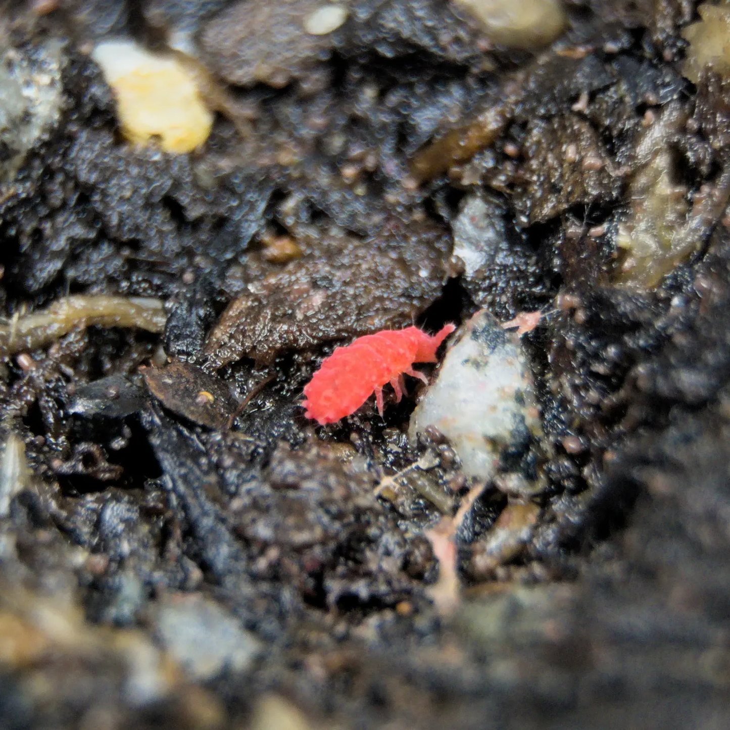Thai red springtail on soil