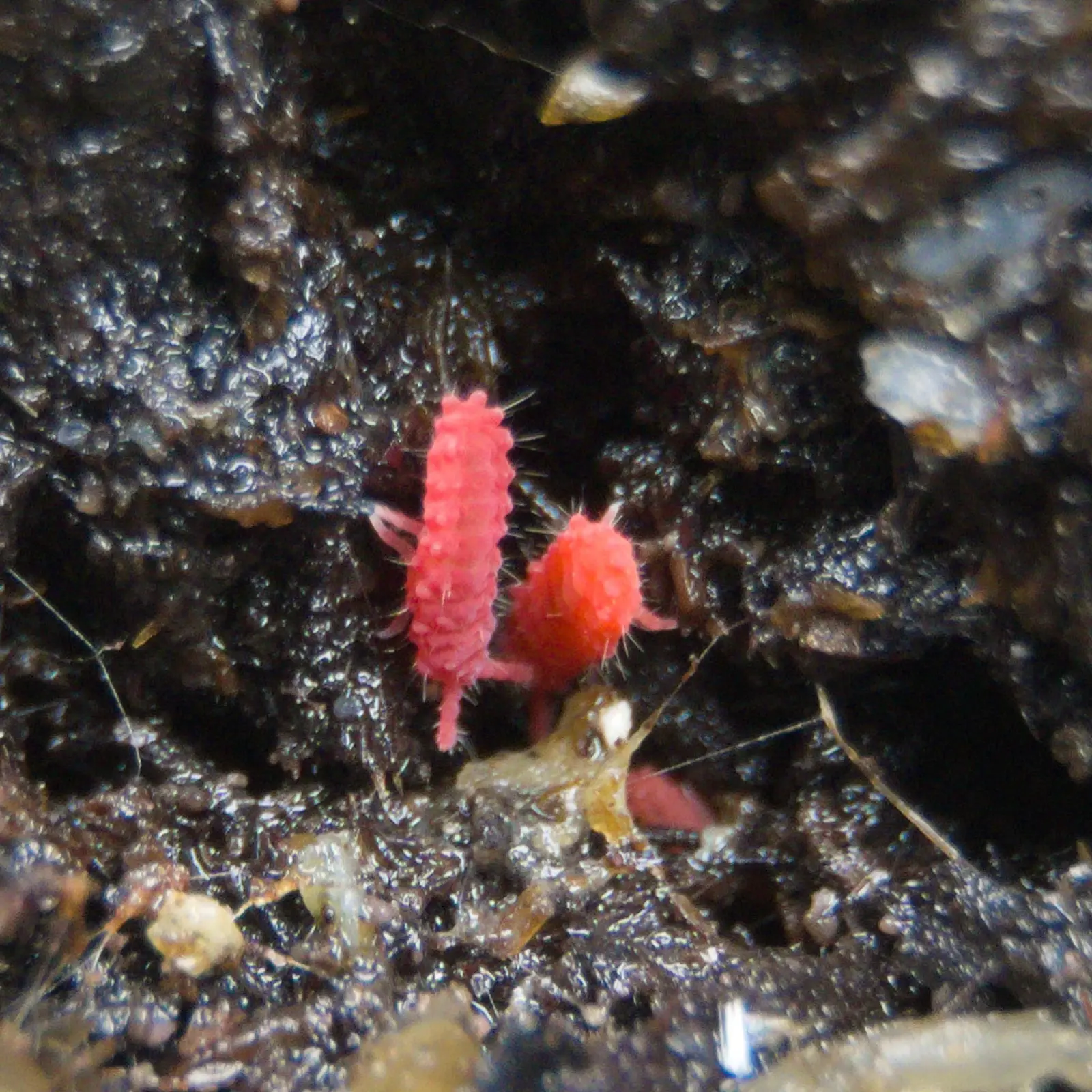 Two thai red springtails crawling in soil.