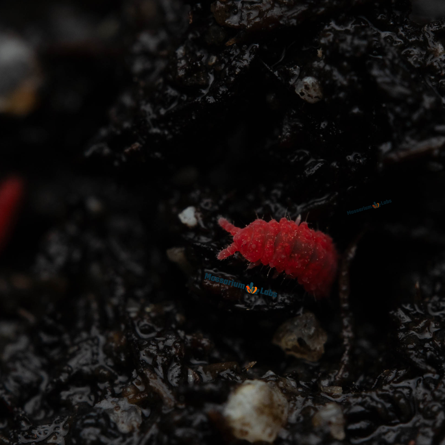 Lobella sp. Thai Red Springtails My Store