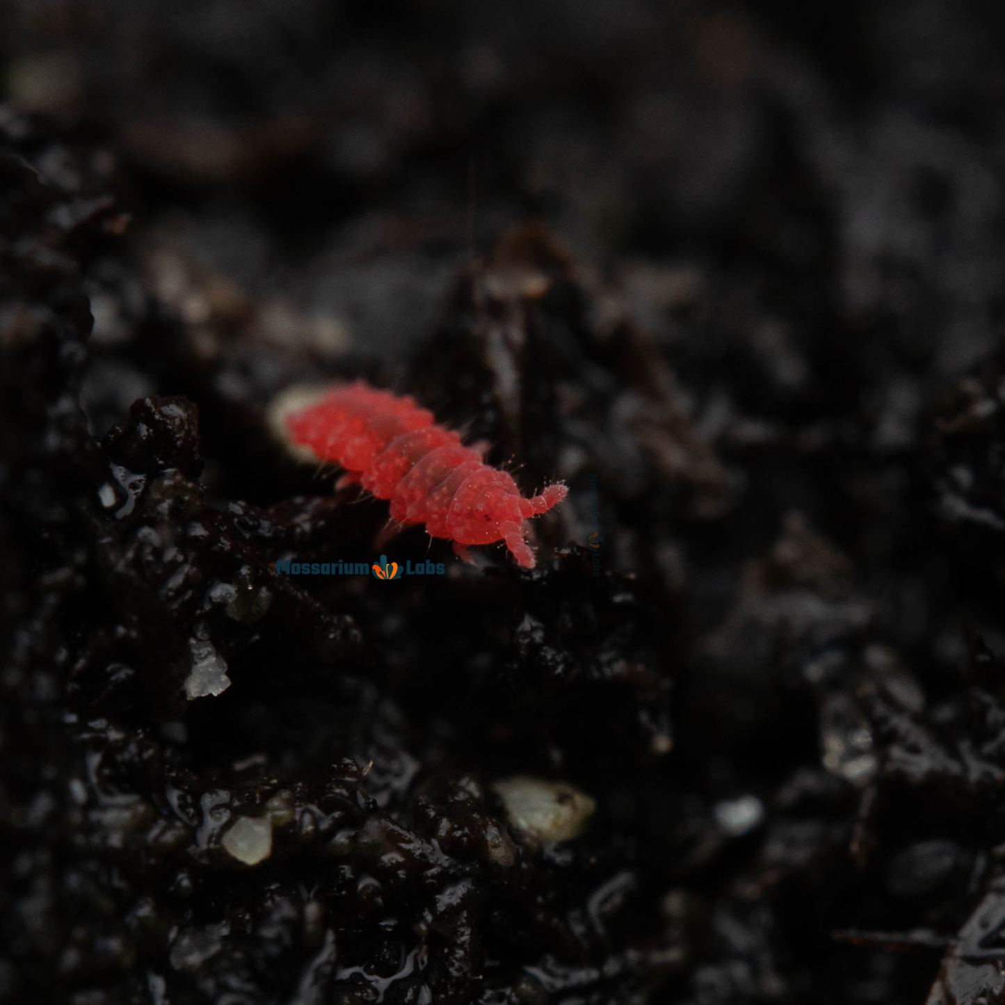 Lobella sp. Thai Red Springtails My Store
