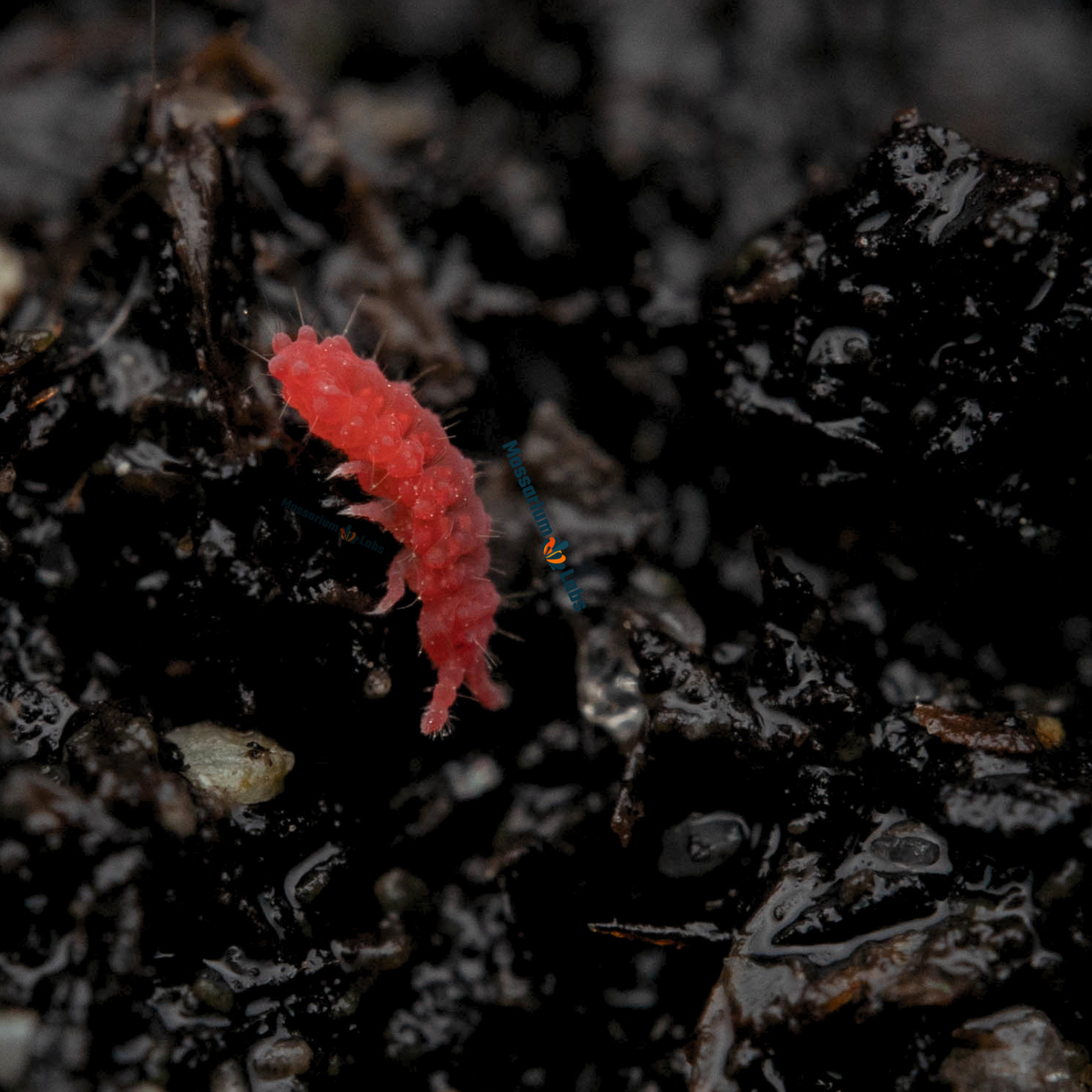 Lobella sp. Thai Red Springtails My Store