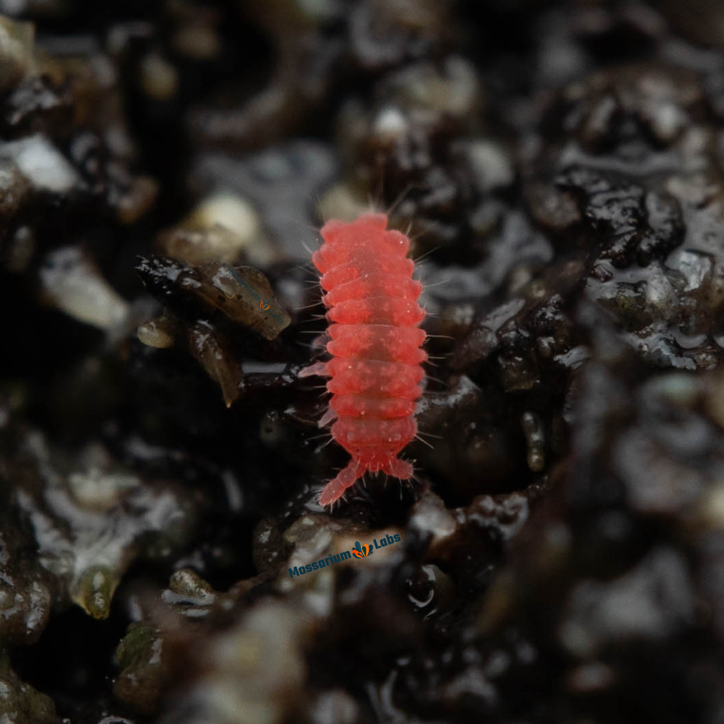 Lobella sp. Thai Red Springtails My Store