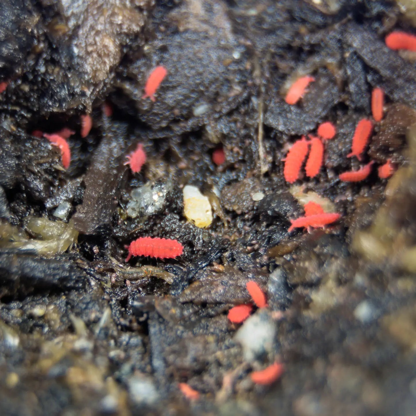 Red insects on dark soil