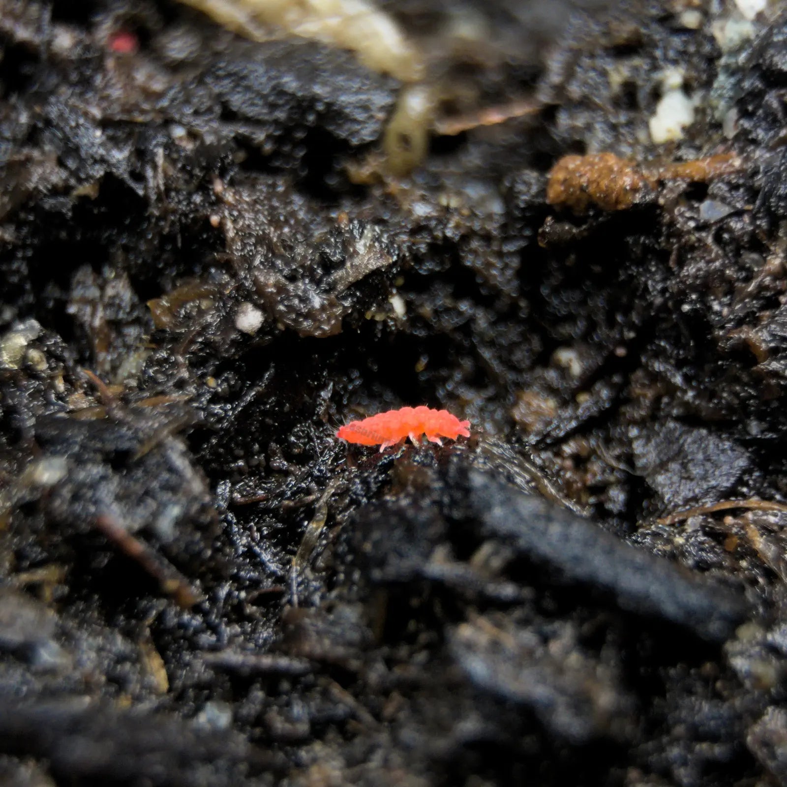 Small red insect on dark soil