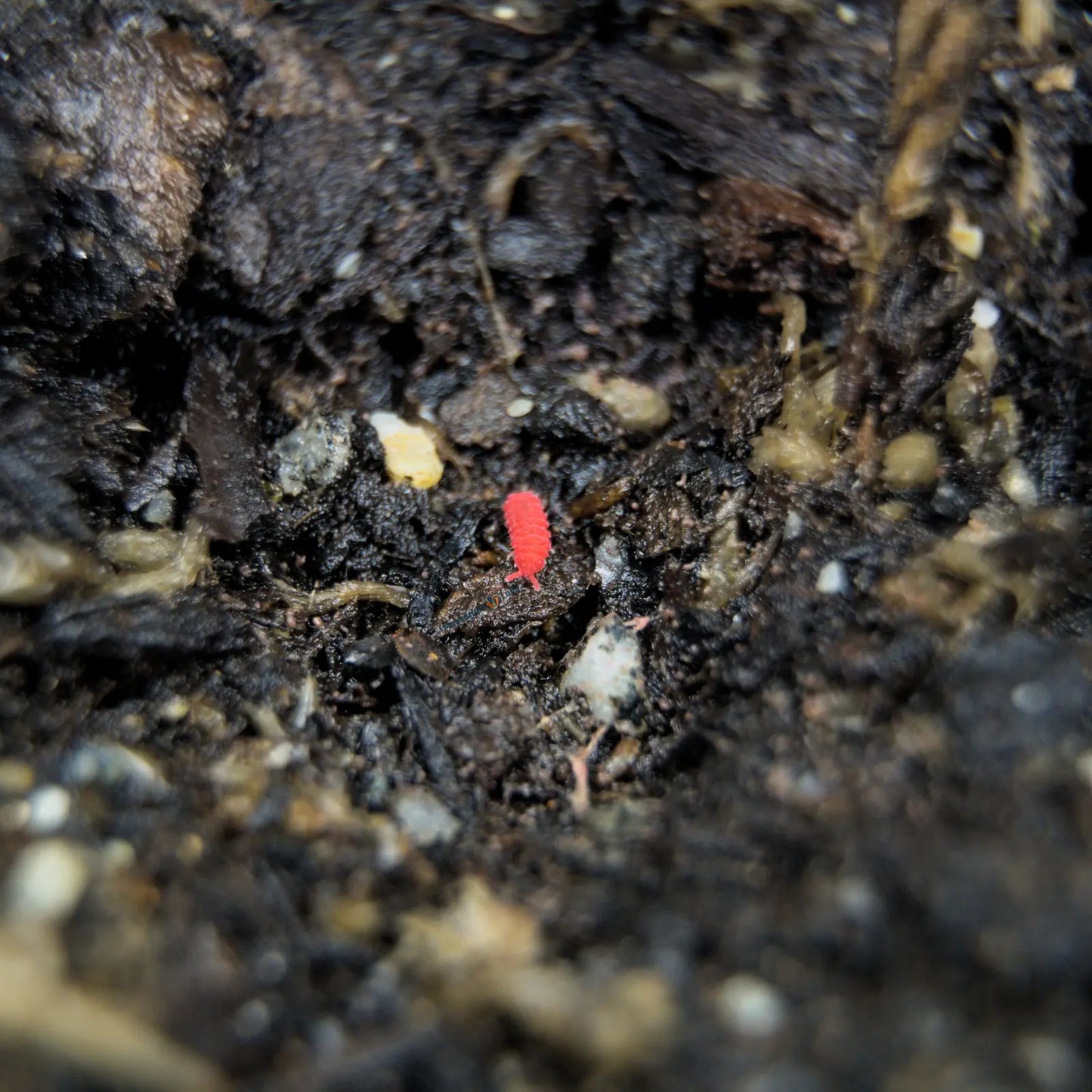 Red insect on dark soil with blurred background