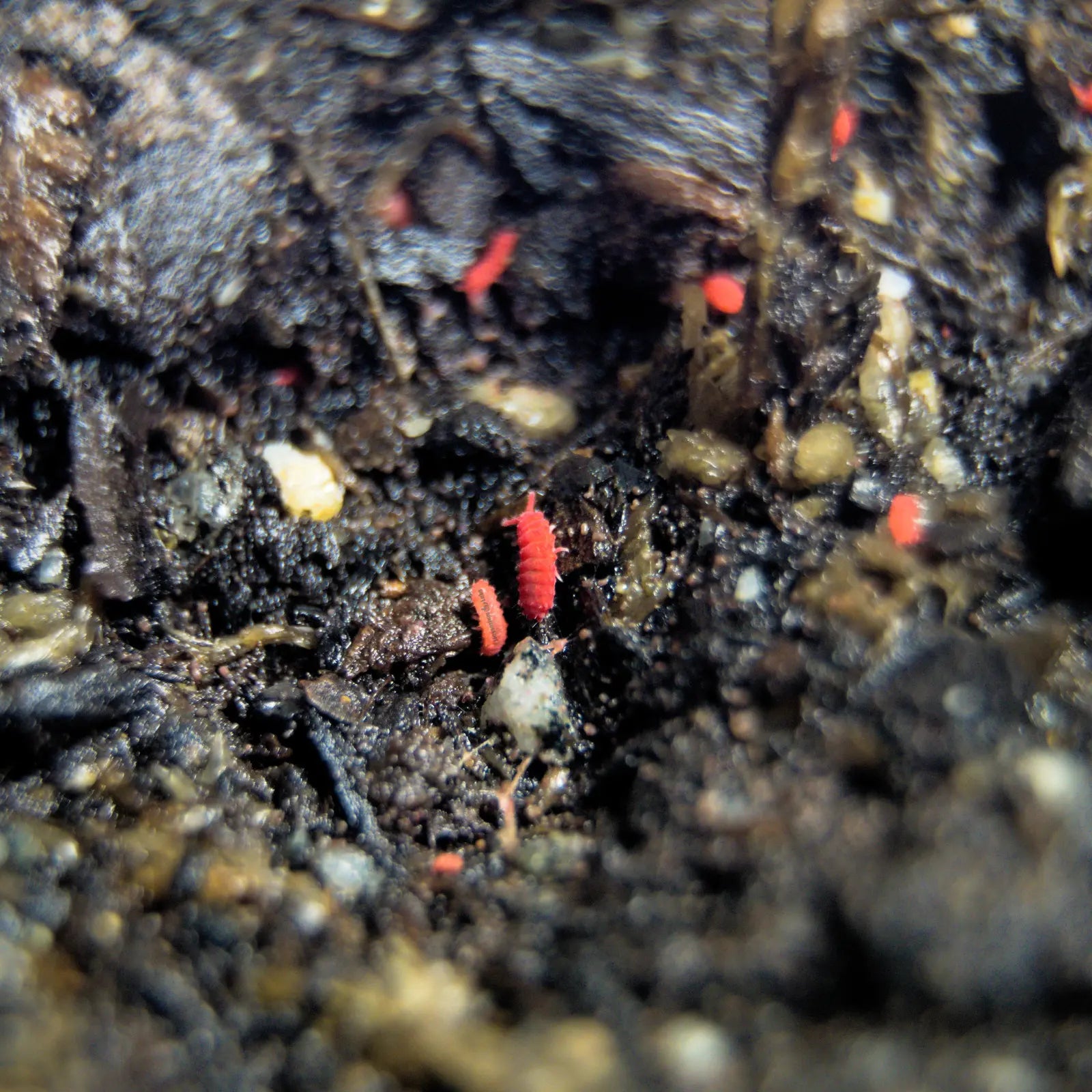 Red insect on dark soil with blurred background