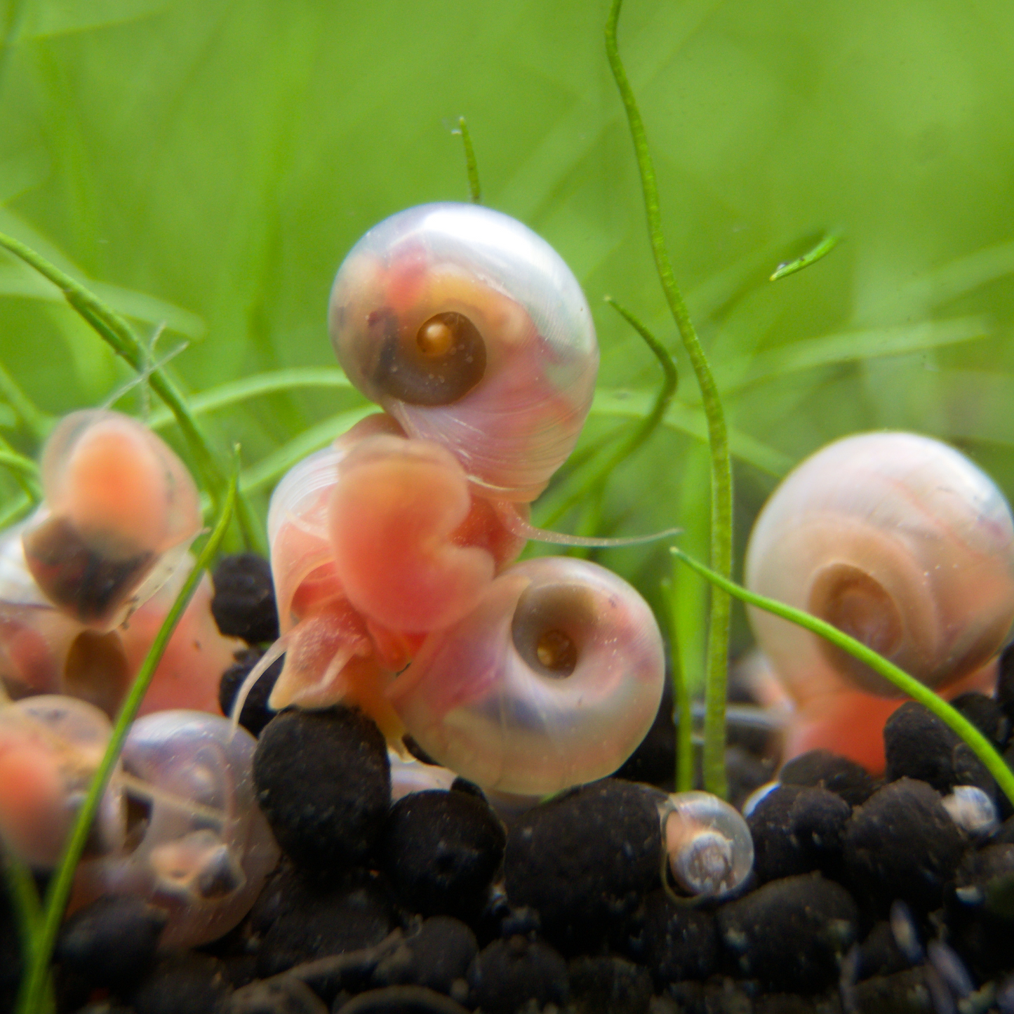Pink Cherry Blossom Ramshorn Freshwater Snails