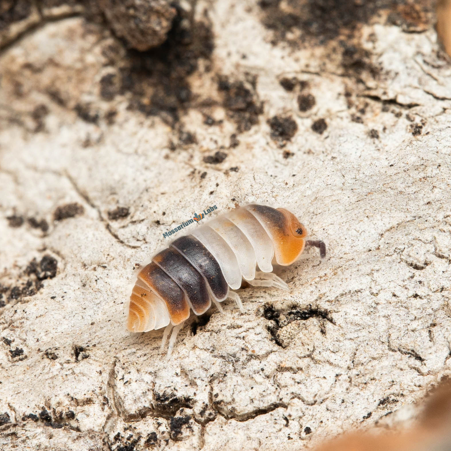 Cubaris sp. White Shark Isopods Mossarium Labs