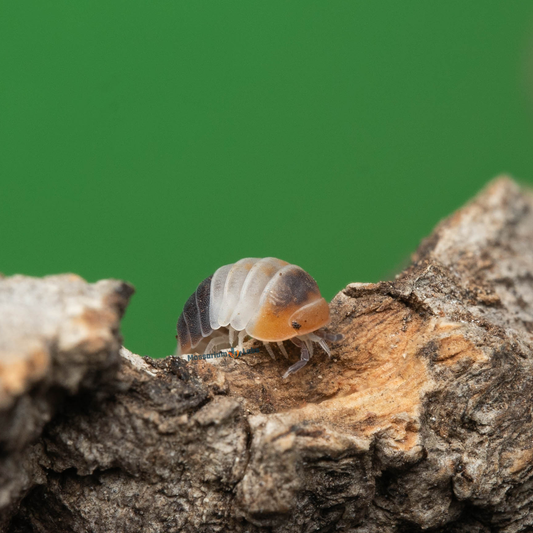 Cubaris Sp. White Shark Isopods