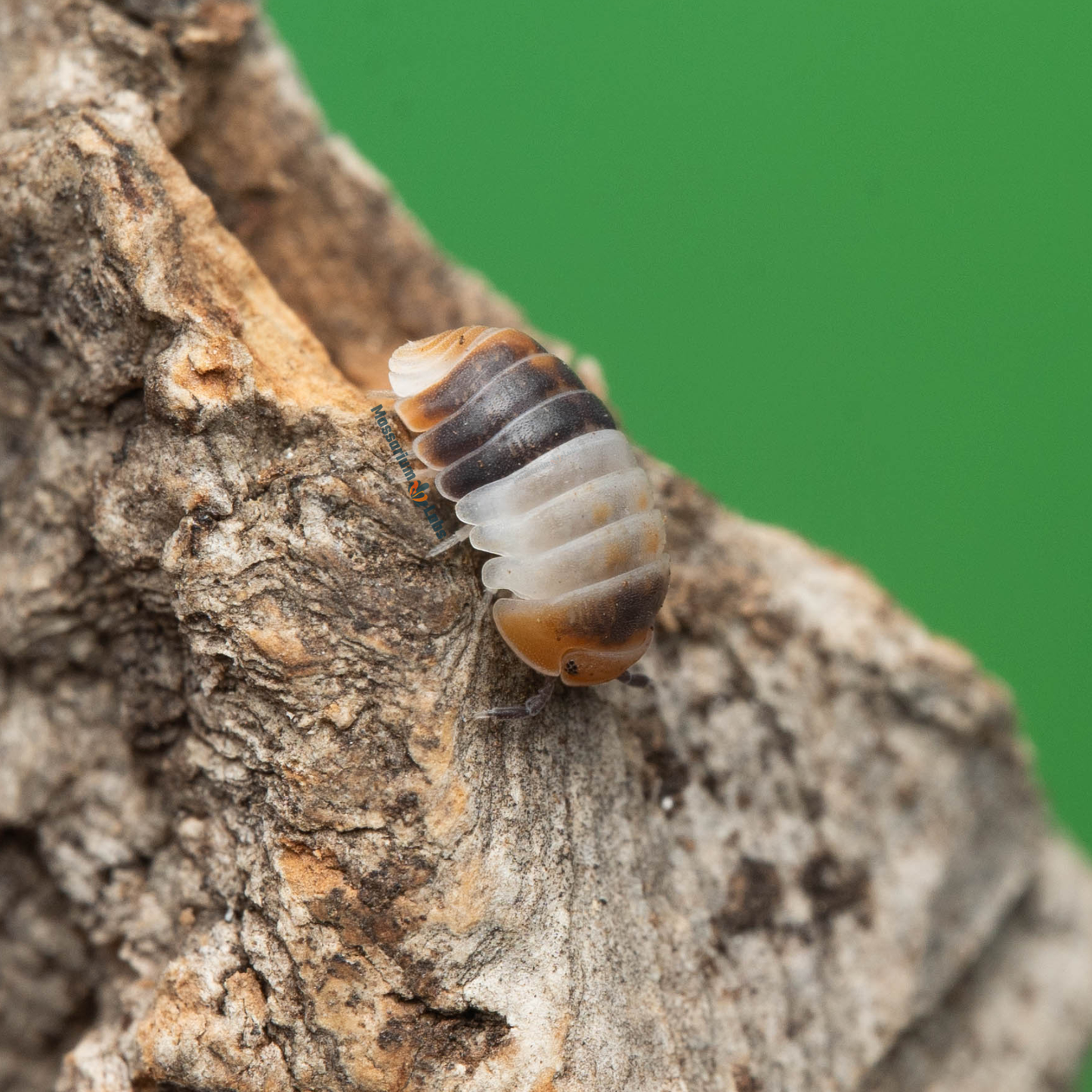 Cubaris sp. White Shark Isopods Mossarium Labs