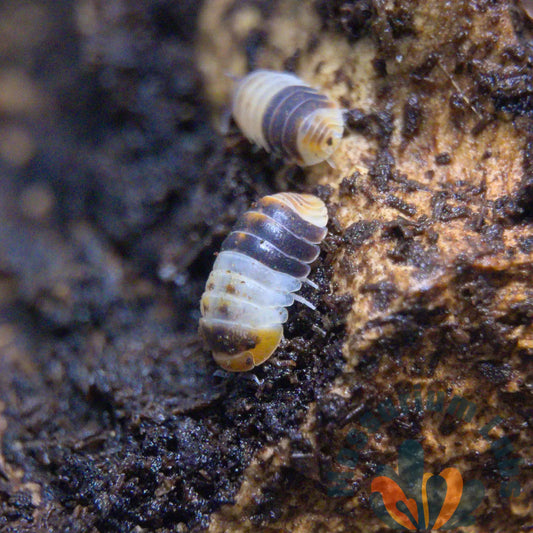 Cubaris Sp. White Shark Isopods Mossarium Labs
