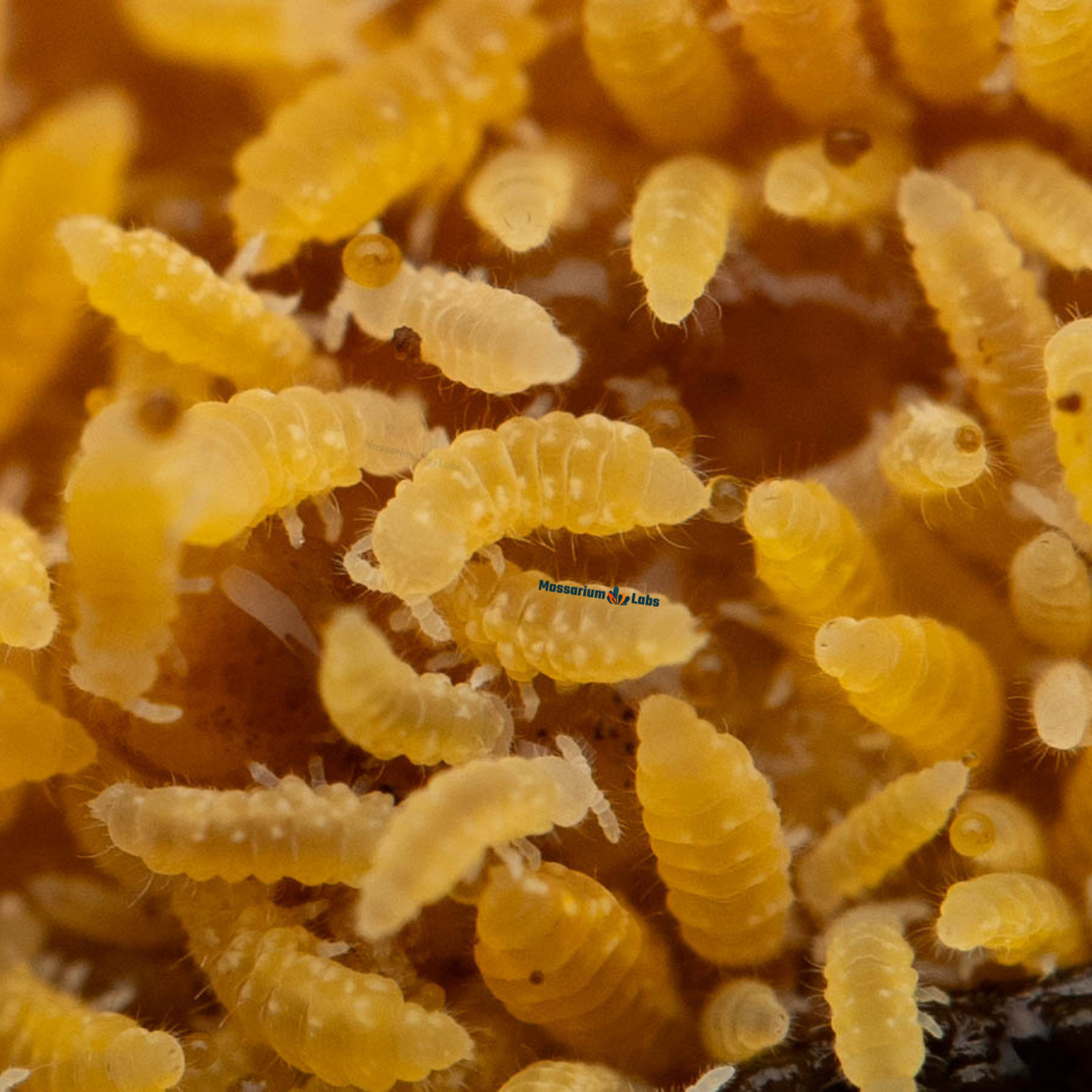 Ceratophysella Isabellae "Yellow Albino" Springtails My Store
