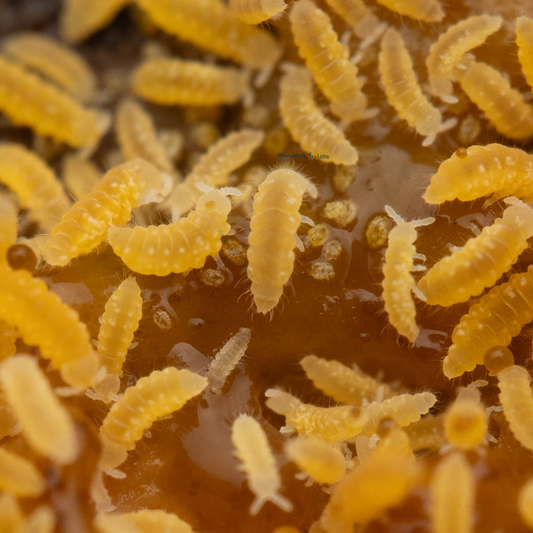 Yellow Albino Springtails Ceratophysella Sp 8oz Clay Culture