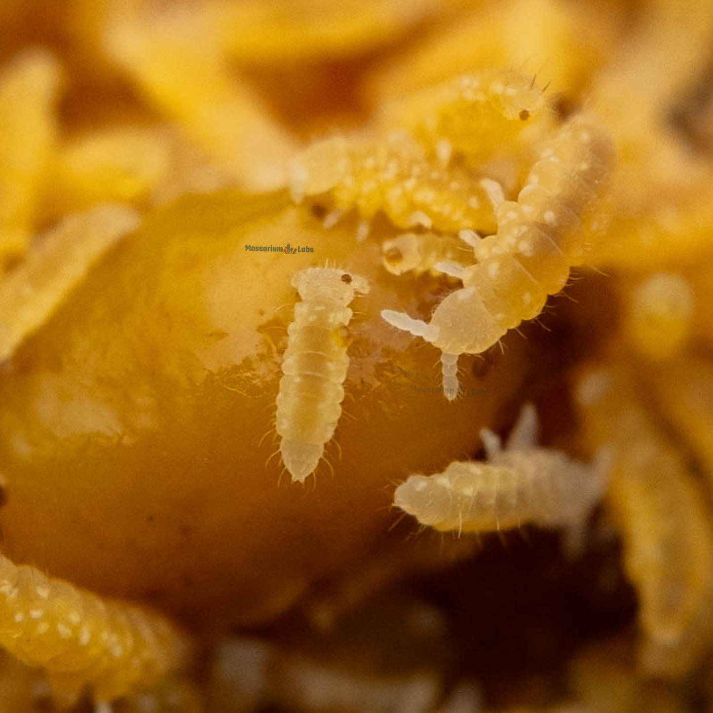Ceratophysella Isabellae "Yellow Albino" Springtails My Store