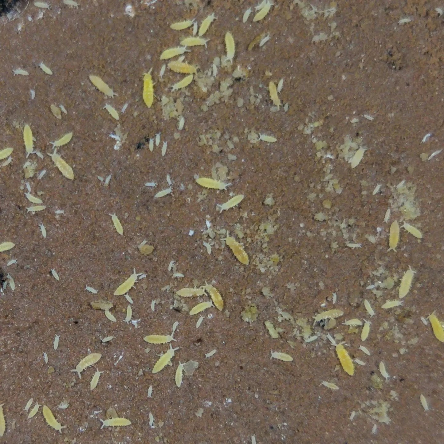 Yellow Springtails on clay culture. 