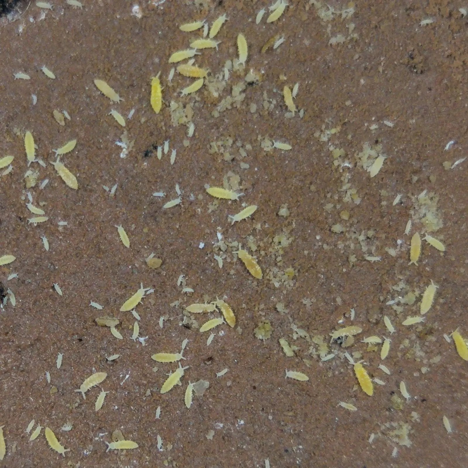 Yellow Springtails on clay culture. 