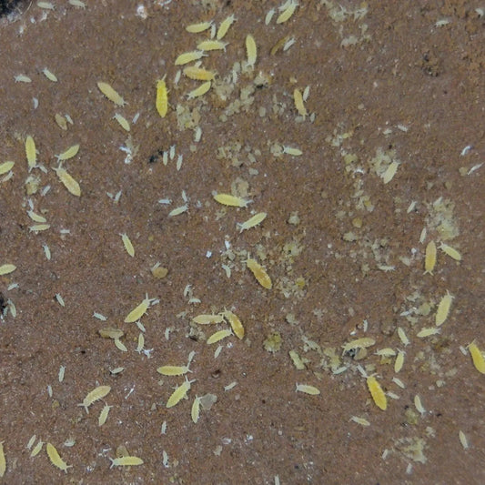 Yellow Springtails on clay culture. 
