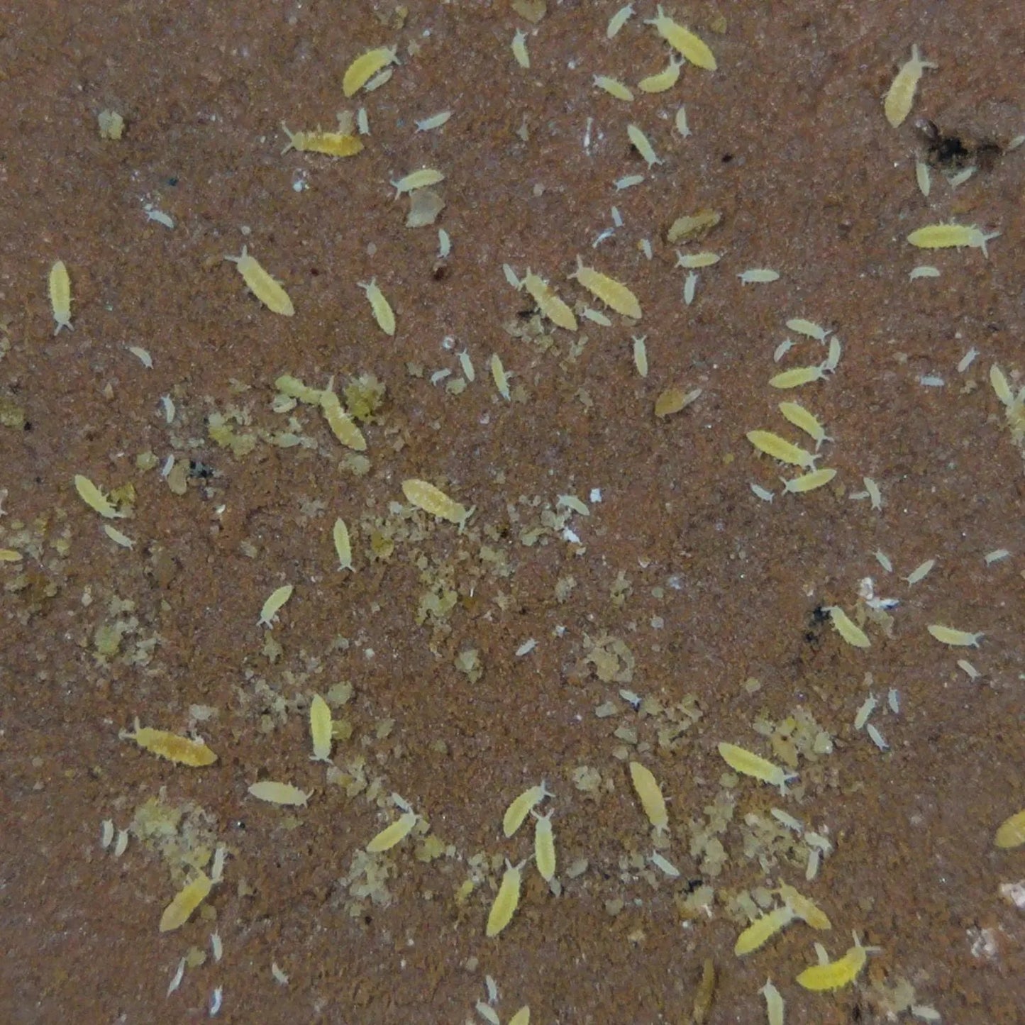 Yellow Springtails in a group eating off of clay.