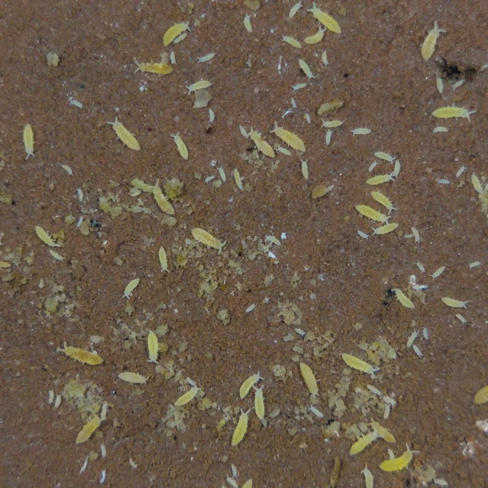 Yellow Springtails in a group eating off of clay.