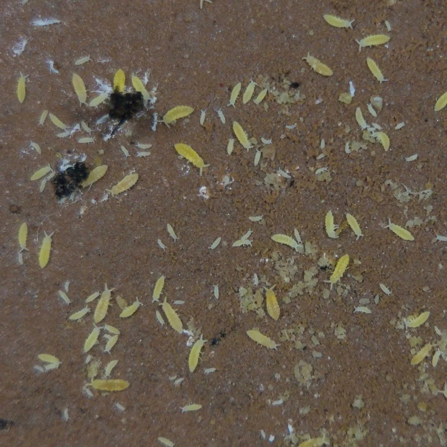 Yellow springtails eating off of clay media. 